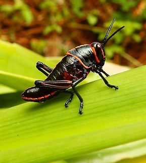 Lubber Grasshopper nymph Juvenile form of the lubber grasshopper found in a garden, Manuel Antonio. April, 2014.       Costa Rica,Geotagged,Lubber grasshopper,Spring,Taeniopoda reticulata