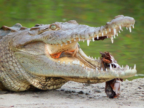 American Crocodile Very big specimens lurking in the lagoon between the beach and Manuel Antonio Reserve. People still hung around very close to them and seemed use to their presence. April, 2014.    American Crocodile,Costa Rica,Crocodylus acutus,Geotagged,Spring