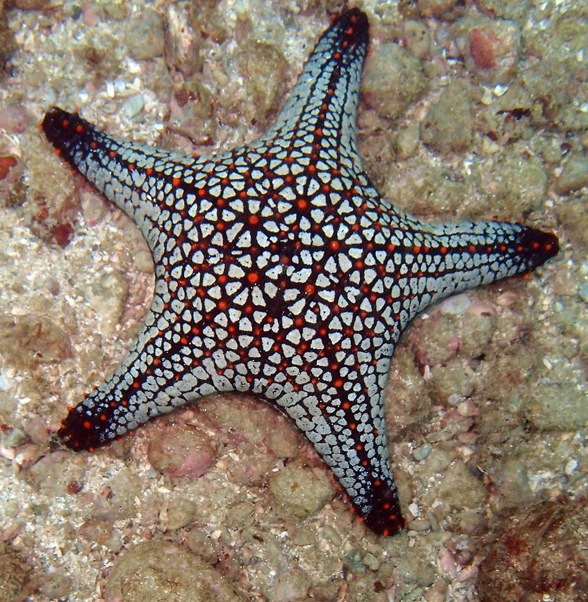 Panamic Cushion Sea Star Seen during dive in the area of Manuel Antonio. April, 2014.  Costa Rica,Geotagged,Pentaceraster cumingi,Spring