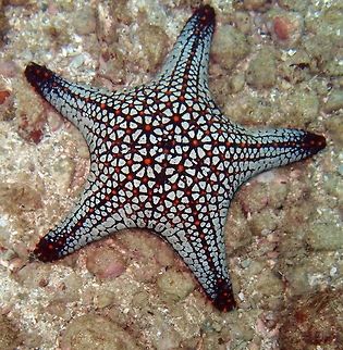 Panamic Cushion Sea Star Seen during dive in the area of Manuel Antonio. April, 2014.  Costa Rica,Geotagged,Pentaceraster cumingi,Spring