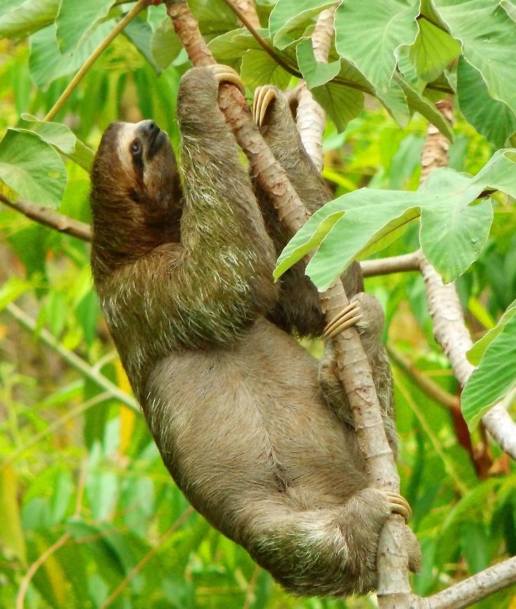 Three-Toed Sloth We were in a restaurant next to the road in Manuel Antonio. The restaurant had a terrace that faced the forest from a top point of view. This is how we saw this sloth at canopy view side. The sloth was eating fruits in this tree and after moving a bit it settled to sleep in oe of the branches. April, 2014. Bradypus variegatus,Brown-throated sloth,Costa Rica,Geotagged,Spring
