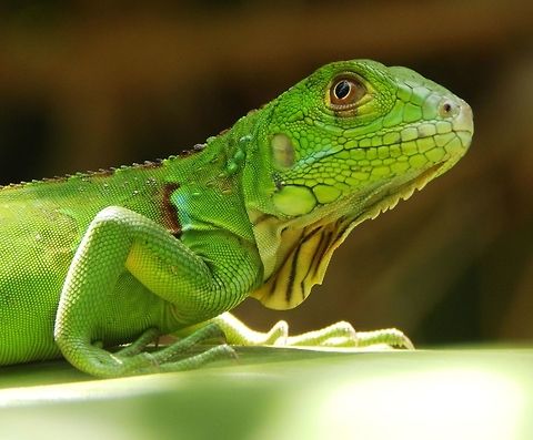 Green Iguana Juvenile This juvenile iguana was almost perfectly imetized in the green leaves where she was standing. Its size could have been 20 cm only counting the body. April, 2014. Costa Rica,Geotagged,Green iguana,Iguana iguana,Spring