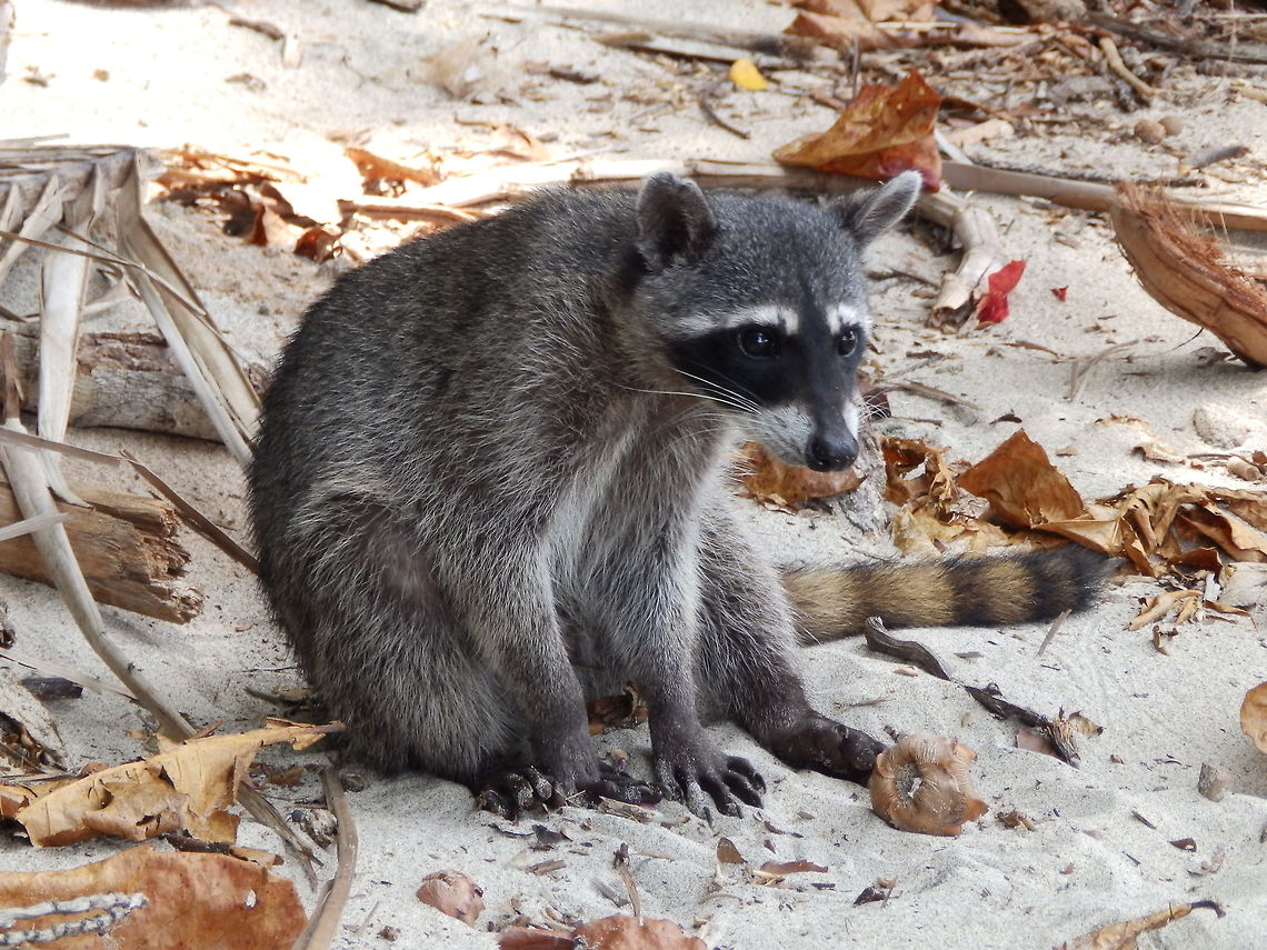 Crab-Eating Raccoon In the beach inside Manuel Antonio Reserve there was big groups of them trying to steal the occasional snack from tourists. This was a juvenile who had to fight with the adults to also get his morse. April, 2014. Costa Rica,Crab-eating Raccoon,Geotagged,Procyon cancrivorus,Spring