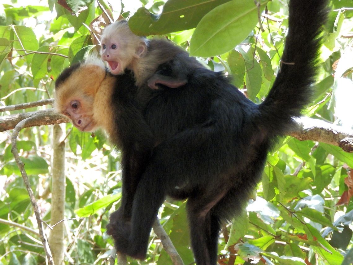 Capuchin Monkey Also a common sight in Manuel Antonio&#039;s reserve. In this case we saw a big family moving next to the beach also to find any food leftovers from the tourists. The baby was apparently enjoying the antics of other members of his family and it even looked like he was smiling and laughing at times. April, 2014.       Cebus capucinus,Costa Rica,Geotagged,Spring,White-headed capuchin