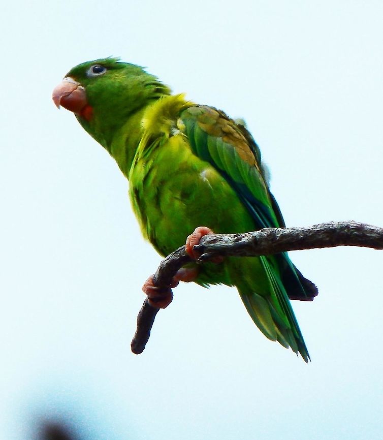Orange-Chinned Parakeet A small group of them were enjoying the sea breeze while posted at the top of trees next to the beach side in Manuel Antonio. April, 2014.    Brotogeris jugularis,Costa Rica,Geotagged,Orange-chinned parakeet,Spring