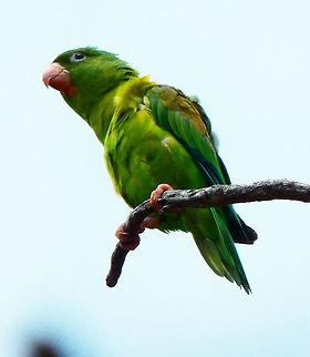 Orange-Chinned Parakeet A small group of them were enjoying the sea breeze while posted at the top of trees next to the beach side in Manuel Antonio. April, 2014.    Brotogeris jugularis,Costa Rica,Geotagged,Orange-chinned parakeet,Spring