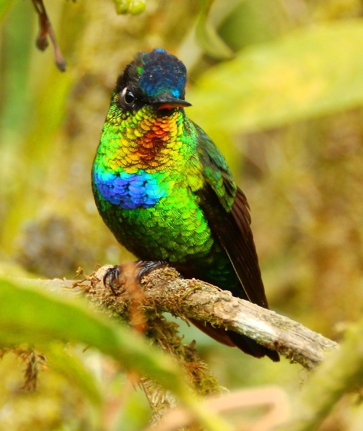Fiery Throated Hummingbird Seen in the terrace -opened to the forest- of Paraiso Quetzal Lodge. April, 2014.       Costa Rica,Fiery-throated hummingbird,Geotagged,Panterpe insignis,Spring