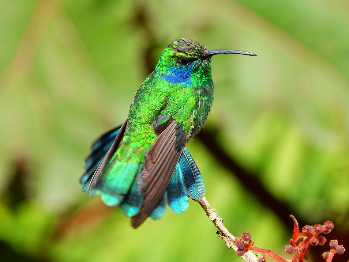 Lesser Violet Ear - Colibri cyanotus cabanidis This hummingbird is called like this due to its blue patch in the side of the face. They were also near Paraiso Quetzal lodge, atracted to the sugar feeders. April, 2014. Colibri cyanotus,Costa Rica,Geotagged,Green violetear,Lesser violetear,Spring