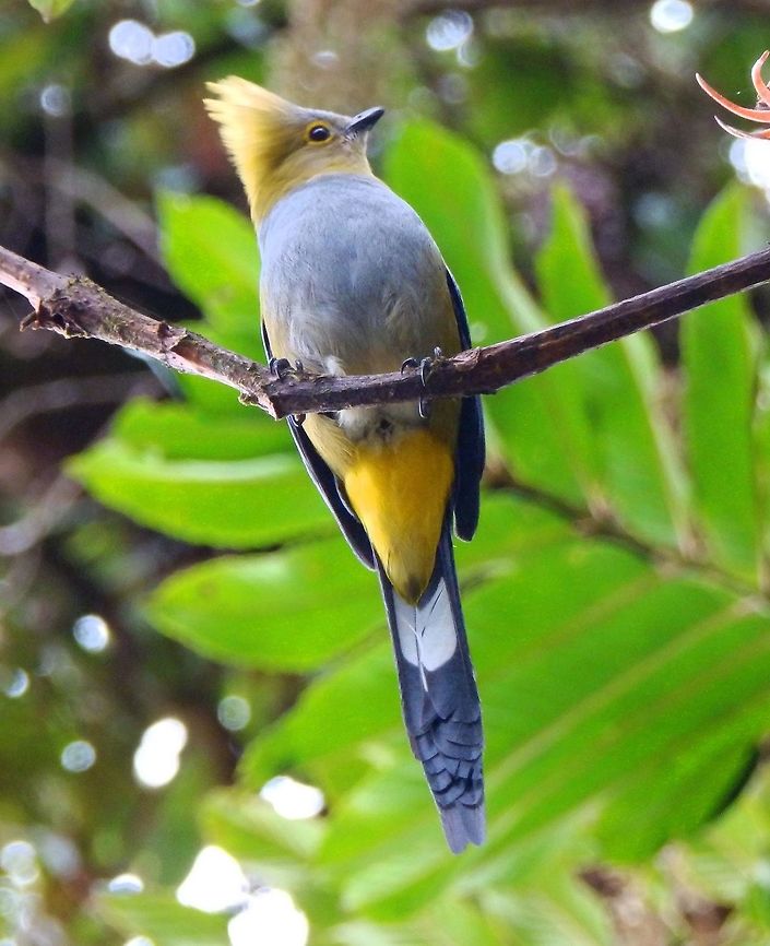 Long-Tailed Silky Flycatcher Seen in trees near Paraiso Quetzal Lodge, which is placed at the top of the mountain in the area of San Gerardo de Dota. From it you can see the forest valley and many birds hanging out in nearby trees. April, 2014.<br />
Cerro de Las Vueltas, Costa Rica. Costa Rica,Geotagged,Long-tailed silky-flycatcher,Ptiliogonys caudatus,Spring