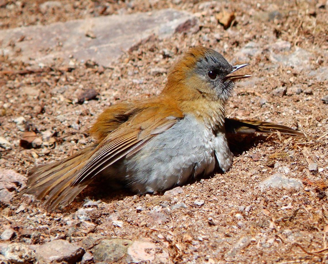 Black-Billed Nightingale Thrush Taking a sand bath in the sun in a yet cool early morning in the mountainside slopes next to Paraiso Quetzal. April, 2014.  Black-billed nightingale-thrush,Catharus gracilirostris,Costa Rica,Geotagged,Spring