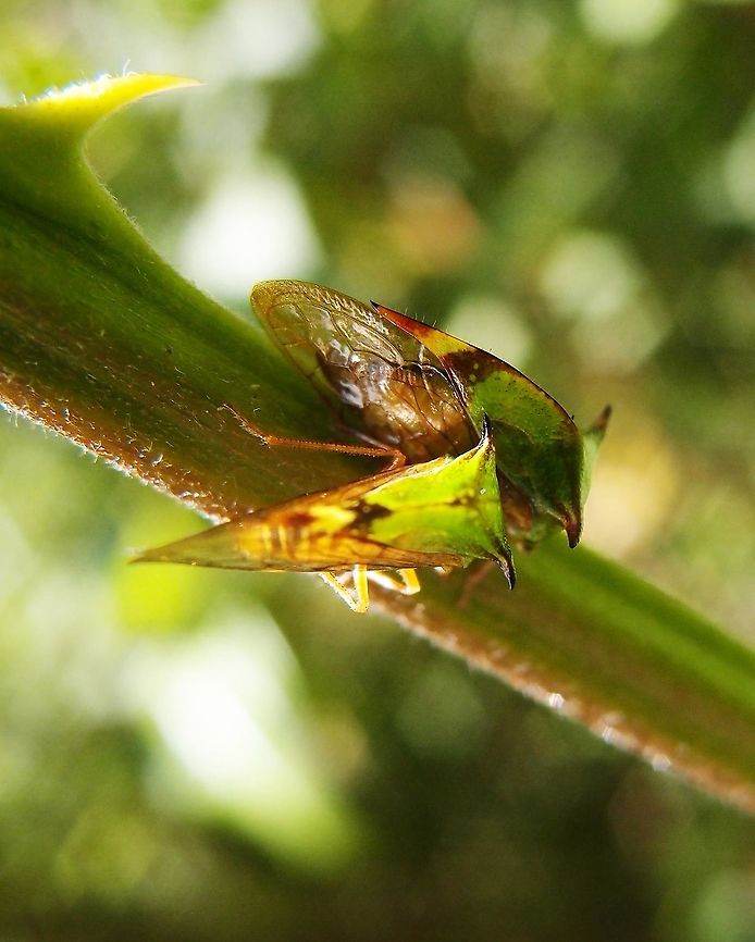 Thorn Treehopper They are very little, may be acm or less and they hang around the thorns of plants, perfectly mimicking them. Thye jump away if threatened. April, 2014. Costa Rica,Geotagged,Spring,Umbonia,Umbonia spinosa