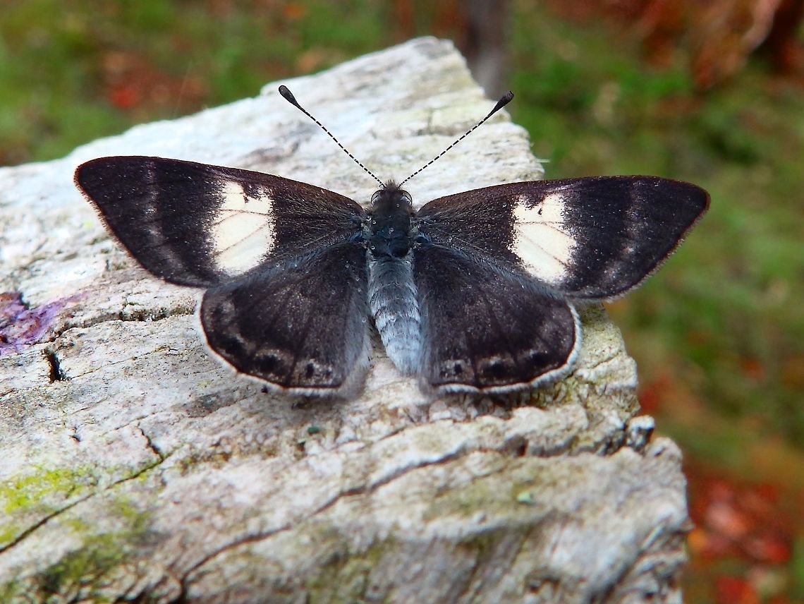 Costa Rican Metalmark - Corrachia leucoplaga, fam. Riodinidae. Corrachia leucoplaga, fam. Riodinidae.<br />
Seen in a forested area in the mountain of San Gerardo De Dota, within the territory of Paraiso Quetzal.  <br />
<a href="http://birdernaturalist.blogspot.bg/2012_03_01_archive.html" rel="nofollow">http://birdernaturalist.blogspot.bg/2012_03_01_archive.html</a><br />
<a href="http://flickrhivemind.net/Tags/corachiini" rel="nofollow">http://flickrhivemind.net/Tags/corachiini</a><br />
<a href="http://www.butterfliesofamerica.com/L/t/Corrachia_leucoplaga_a.htm" rel="nofollow">http://www.butterfliesofamerica.com/L/t/Corrachia_leucoplaga_a.htm</a> Corrachia leucoplaga,Costa Rica,Geotagged,Spring