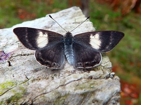 Costa Rican Metalmark - Corrachia leucoplaga, fam. Riodinidae. Corrachia leucoplaga, fam. Riodinidae.
Seen in a forested area in the mountain of San Gerardo De Dota, within the territory of Paraiso Quetzal.  
http://birdernaturalist.blogspot.bg/2012_03_01_archive.html
http://flickrhivemind.net/Tags/corachiini
http://www.butterfliesofamerica.com/L/t/Corrachia_leucoplaga_a.htm Corrachia leucoplaga,Costa Rica,Geotagged,Spring