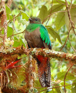 Resplendent Quetzal Female This is the female of a couple that was tending their nest in a hollow tree in a forested area property of the family of Paraiso Quetzal. This family protects the land from hunters and plant aguacatillo trees, staple food for quetzals, to promote conservation of this beautiful bird. April, 2014.       Costa Rica,Geotagged,Pharomachrus mocinno,Resplendent quetzal,Spring