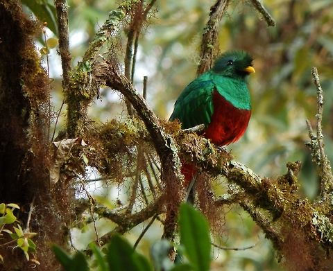 Resplendent Quetzal Male This is the male of the same couple. They alternated their stay on the nest. At this moment it was the males tun to go search for food. April, 2014. Costa Rica,Geotagged,Pharomachrus mocinno,Resplendent quetzal,Spring