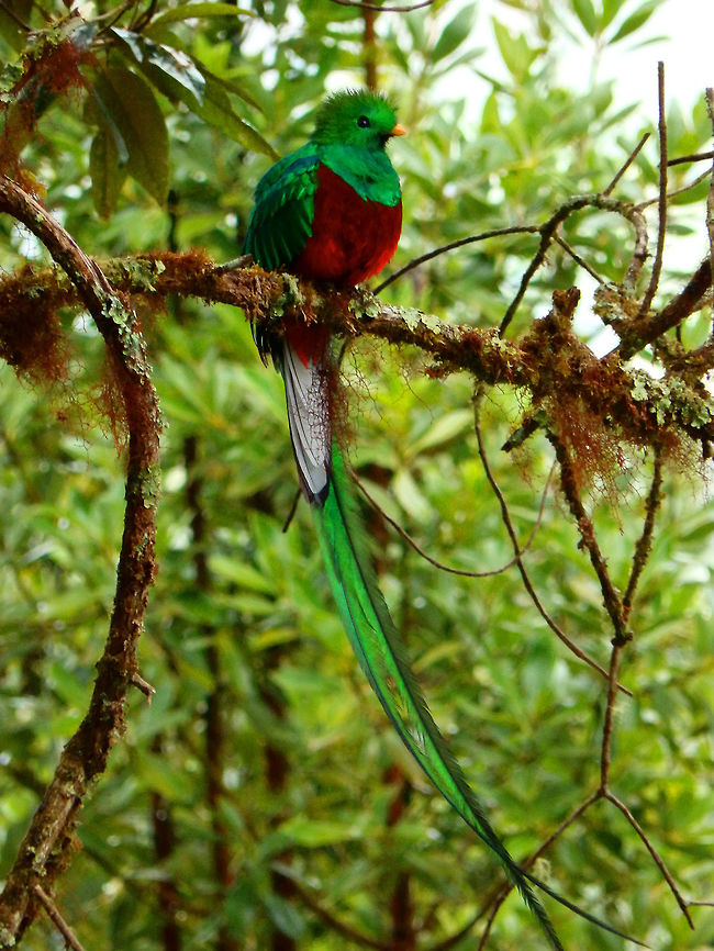 Resplendent Quetzal Male It is the same male but here I wanted to show its entire body, including the very long tail.<br />
They were very shy and t was only possible to see them coming out of the nest after hours of waiting and only when we were alone with the owner of the property. Other days with more tourists around was virtually impossible to spot them. April, 2014.  Costa Rica,Geotagged,Pharomachrus mocinno,Resplendent quetzal,Spring