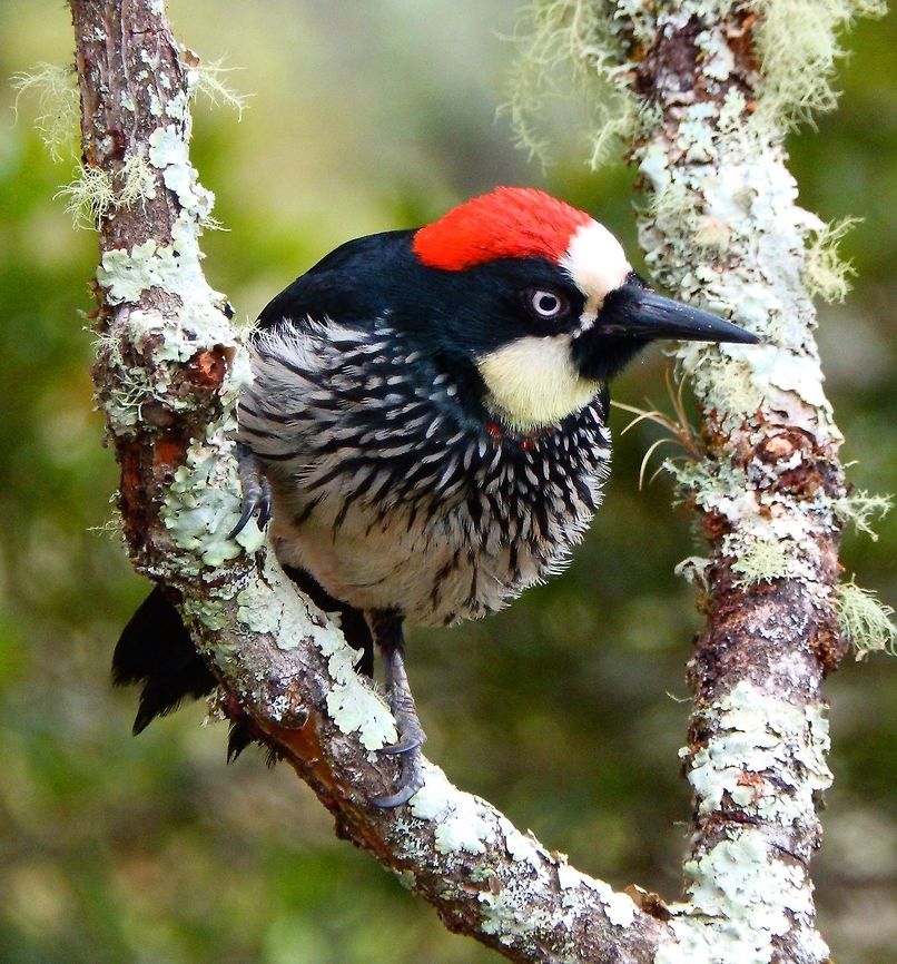 Accorn Woodpecker These woodpeckers had a nest nearby and later we saw them protecting their nest against a toucanet. Toucanets steal their chicks to feed their own. These woodpeckers are also famous for stacking their accorn stash in holes that they made on dead trees. In the end the trees look all decorated. They were seen in an area of forested valley next to the twon of San Gerardo de Dota. April, 2014. Acorn Woodpecker,Costa Rica,Geotagged,Melanerpes formicivorus,Spring