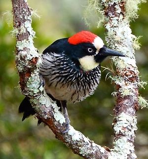 Accorn Woodpecker These woodpeckers had a nest nearby and later we saw them protecting their nest against a toucanet. Toucanets steal their chicks to feed their own. These woodpeckers are also famous for stacking their accorn stash in holes that they made on dead trees. In the end the trees look all decorated. They were seen in an area of forested valley next to the twon of San Gerardo de Dota. April, 2014.       Acorn Woodpecker,Costa Rica,Geotagged,Melanerpes formicivorus,Spring