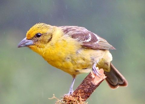 Flame-Colored Tanager female The females have a yellow background. Seen in a forested valley next to San Gerardo de Dota. Aprl, 2014.    Costa Rica,Flame-colored tanager,Geotagged,Piranga bidentata,Spring