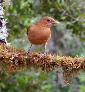 Clay-coloured thrush Is considered the National Bird of Costa Ric, where they also call it Yiguirro.    
Seen in forested valley next to San Gerardo De Dota. April, 2014. Clay-colored thrush,Costa Rica,Geotagged,Spring,Turdus grayi