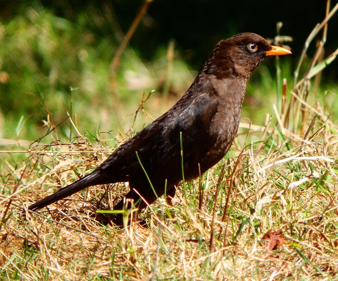 Sooty thrush Black thrush with beautiful blue eyes. In the mountain forest territory of Paraiso Quetzal. April, 2014.   Costa Rica,Geotagged,Sooty thrush,Spring,Turdus nigrescens