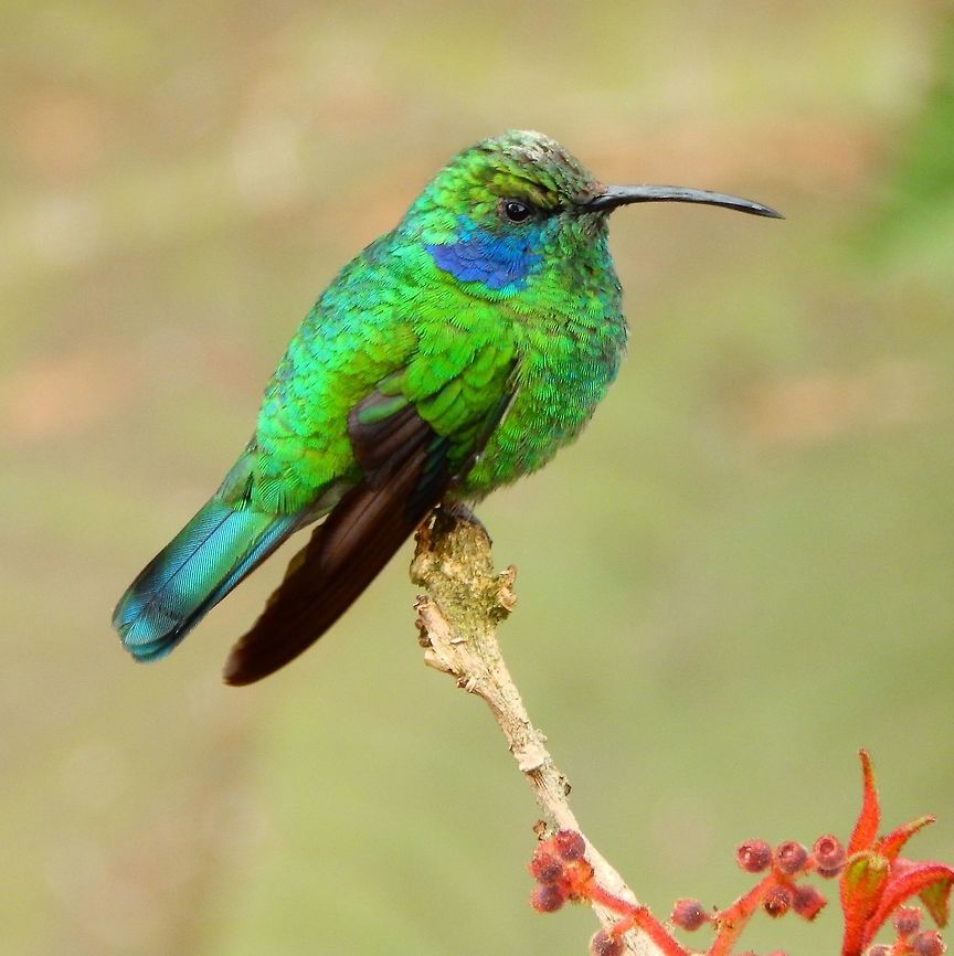 Gren Violet Ear Seen a different day also in the forest near Paraiso Quetzal. It is the same branch spot as previous shown spotting so it could even be the same individual approaching the feeders nearby. April, 2014. Colibri thalassinus,Green violetear