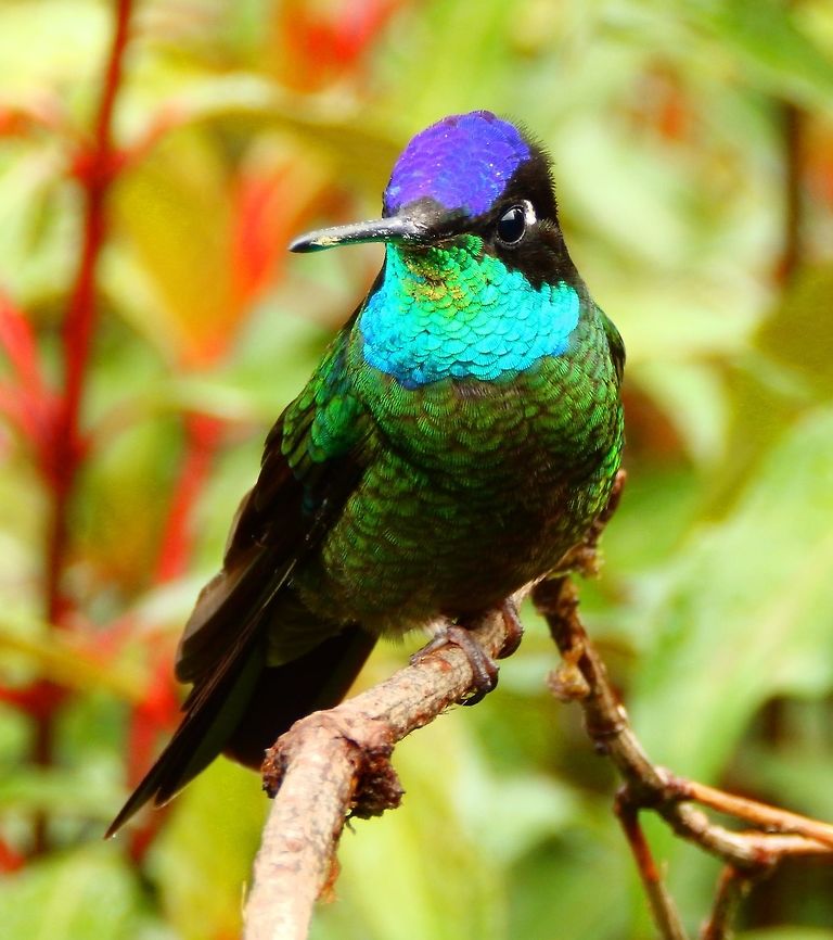 Magnificent Hummingbird (Male) The male has a very brightly-colored forehead and throat. Area of feeders by Paraiso Quetzal lodge. April, 2014.      Costa Rica,Eugenes fulgens,Eugenes spectabilis,Geotagged,Magnificent hummingbird,Spring,Talamanca hummingbird