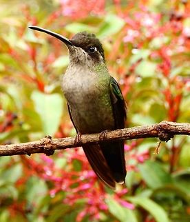 Magnificent Hummingbird (Female) Area of feeders next to Paraiso Quetzal lodge. April, 2014.         Costa Rica,Eugenes fulgens,Eugenes spectabilis,Geotagged,Magnificent hummingbird,Spring,Talamanca hummingbird