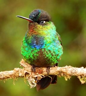 Fiery Throated Hummingbird Seen in the same area of feeders next to Paraiso Quetzal lodge.  These small hummingbirds are very territorial and chase away hummingbirds of even bigger size that are less aggressive. They protect both their females and their food source, hence the name fiery. This pic was selected by National Gegraphic as their Pic of The Day August 14, 2014 in The Great Nature Project. http://greatnatureproject.org/collections
https://www.facebook.com/sharer/sharer.php?u=http://greatnatureproject.org/photos/459128#.VlsC6QCtmvA.facebook Costa Rica,Fiery-throated hummingbird,Geotagged,Panterpe insignis,Spring