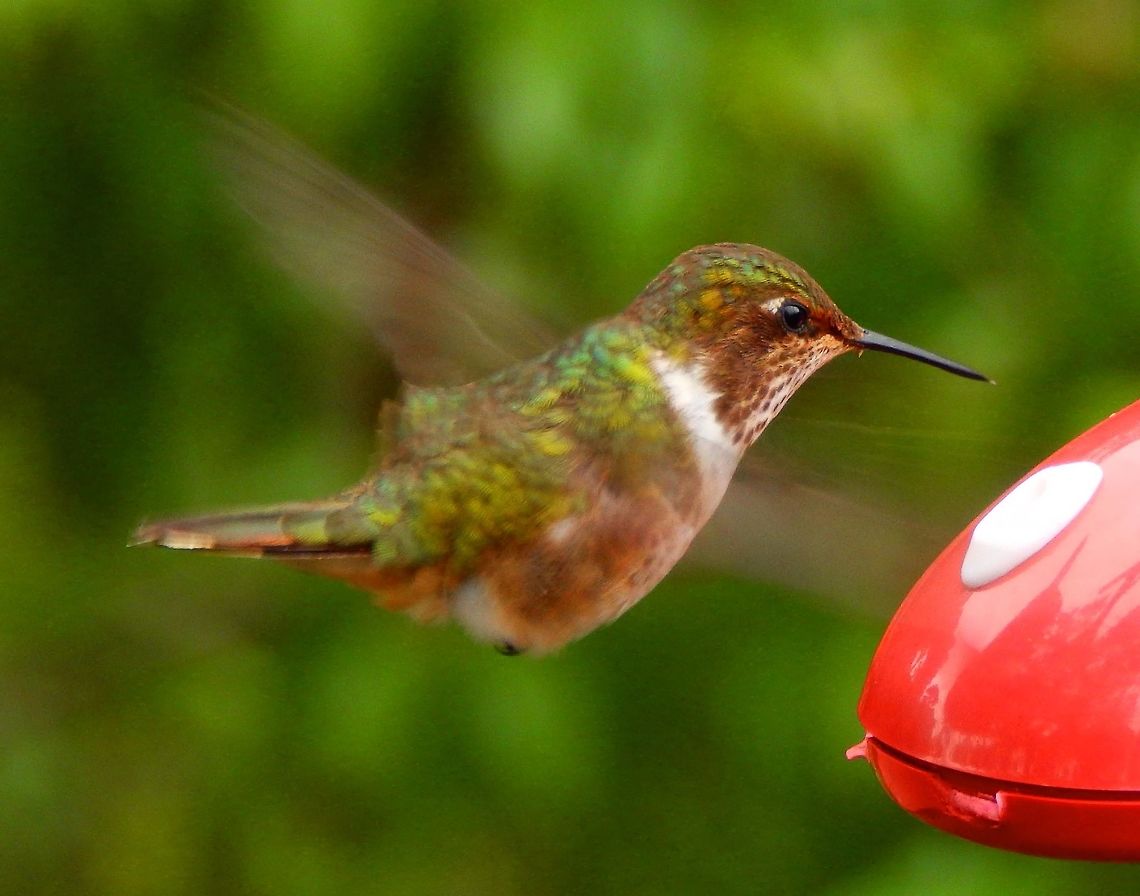 Scintillant hummingbird (Female) Very small and almost all the time in flight. In the same area of feeders next to Paraiso Quetzal lodge. April, 2014. Costa Rica,Geotagged,Scintillant hummingbird,Selasphorus scintilla,Spring