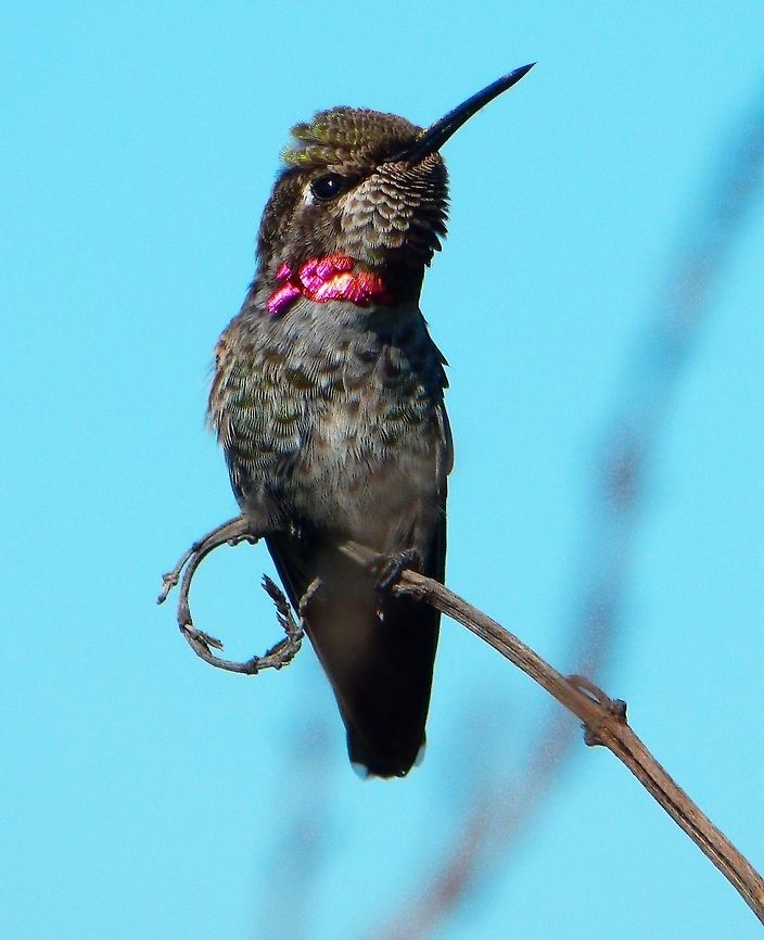 Anna's Hummingbird (Female) Seen in a park in Alamo Sq. San Francisco, CA. Sep, 2014.      Annas hummingbird,Calypte anna,Geotagged,Summer,United States