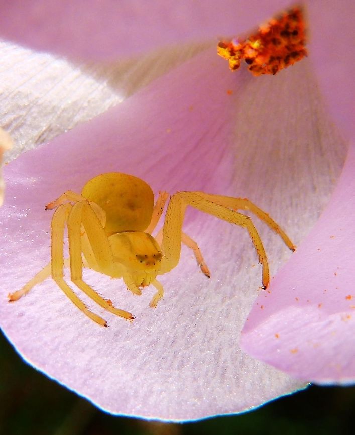 Crab Spider Seen inside a flower in the botanical garden, San Francisco, CA. Sep, 2014. Geotagged,Goldenrod crab spider,Misumena vatia,Summer,United States