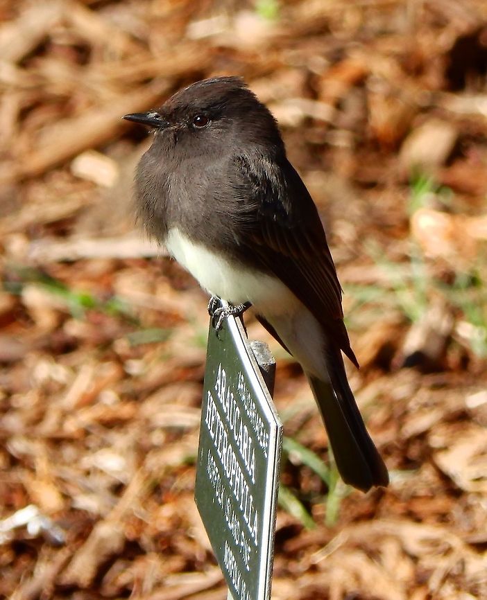 Black Phoebe Seen in the Botanical Garden of San Francisco, California. Sep, 2014.      Geotagged,Sayornis nigricans,Summer,United States,black phoebe