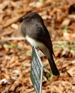 Black Phoebe Seen in the Botanical Garden of San Francisco, California. Sep, 2014.      Geotagged,Sayornis nigricans,Summer,United States,black phoebe