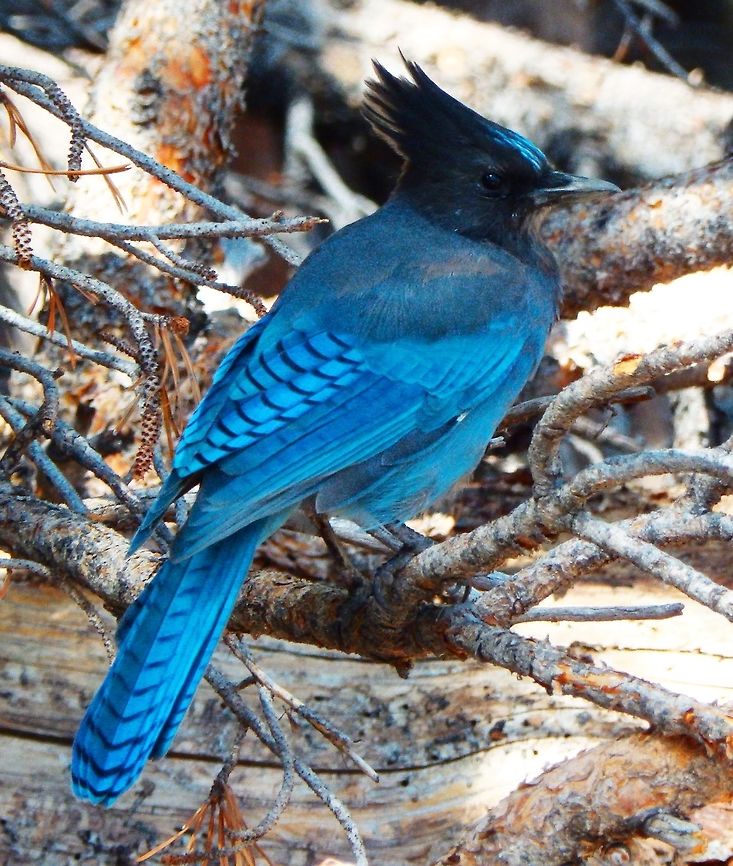 Steller's Jay Next to Tenaya Lake, Yosemite, California. Sep, 2014. Cyanocitta stelleri,Geotagged,Stellers jay,Summer,United States