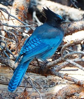 Steller's Jay Next to Tenaya Lake, Yosemite, California. Sep, 2014. Cyanocitta stelleri,Geotagged,Stellers jay,Summer,United States