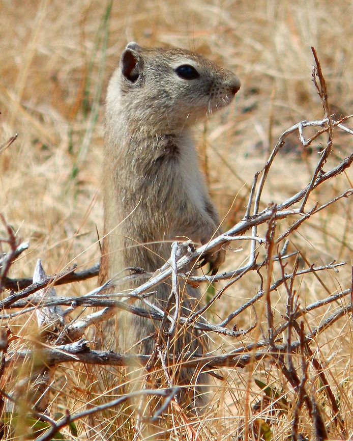 Belding's Ground Squirrel Seen in Tuolumne Meadows, next to Soda Springs.  Sep, 2014.         Belding's ground squirrel,Geotagged,Summer,United States,Urocitellus beldingi