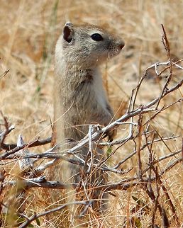Belding's Ground Squirrel Seen in Tuolumne Meadows, next to Soda Springs.  Sep, 2014.         Belding's ground squirrel,Geotagged,Summer,United States,Urocitellus beldingi