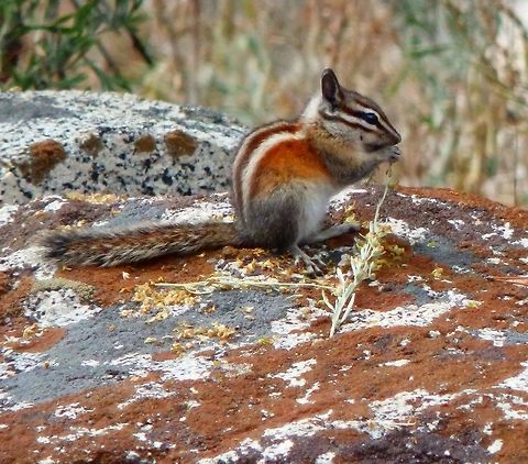 Uinta Chipmunk Seen in Tuolumne Meadows, next to Soda Springs. Sep, 2014. Geotagged,Neotamias umbrinus,Summer,Uinta chipmunk,United States
