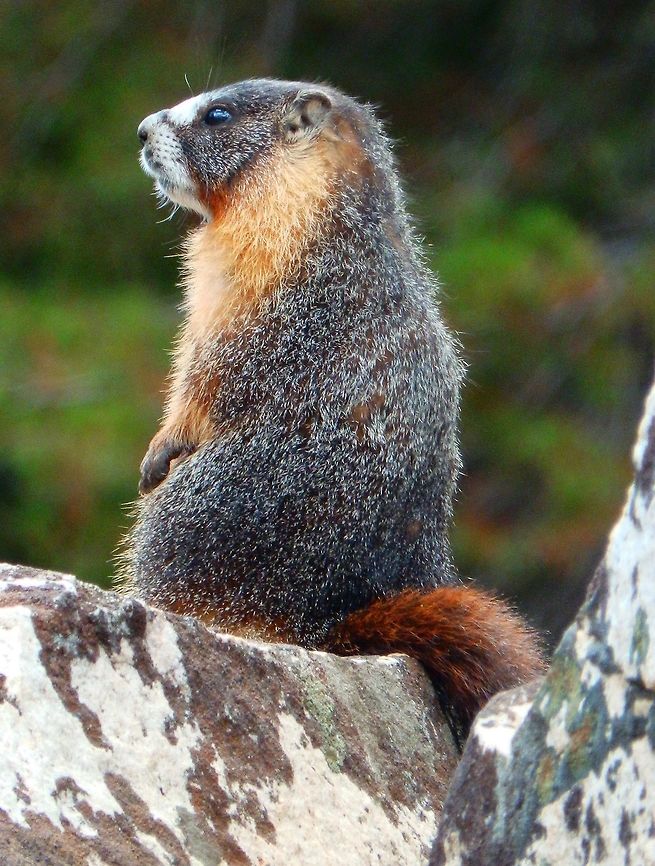Yellow-Bellied Marmot Seen in Tuolumne Meadows, Yosemite, Californi. Sep, 2014. It was on the sentinel role, making its call to warn the rest of the group of humans nearby.         Geotagged,Marmota flaviventris,Summer,United States,Yellow-bellied marmot
