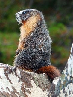 Yellow-Bellied Marmot Seen in Tuolumne Meadows, Yosemite, Californi. Sep, 2014. It was on the sentinel role, making its call to warn the rest of the group of humans nearby.         Geotagged,Marmota flaviventris,Summer,United States,Yellow-bellied marmot