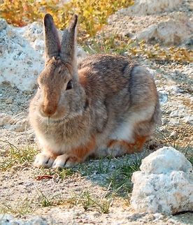 Mountain cottontail