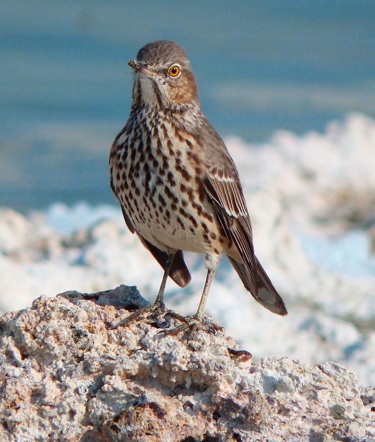 Sage Thrasher Seen in the shorelines of Mono Lake, California. Geotagged,Oreoscoptes montanus,Sage thrasher,Summer,United States
