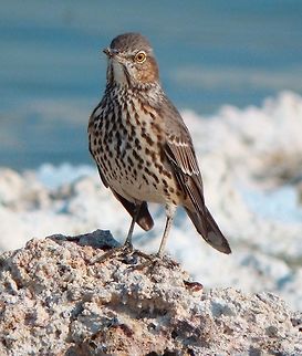 Sage Thrasher Seen in the shorelines of Mono Lake, California. Geotagged,Oreoscoptes montanus,Sage thrasher,Summer,United States
