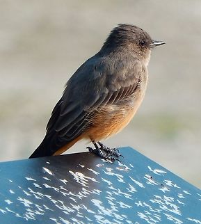 Say's Phoebe Seen in the shorelines of Mono Lake, California. Sep, 2014.        Geotagged,Say's phoebe,Sayornis saya,Summer,United States