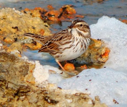 Song Sparrow Eating small flies in the shoreline of Mono Lake, California. Sep, 2014.     Melospiza melodia,Passerculus sandwichensis,Savannah sparrow,Song Sparrow
