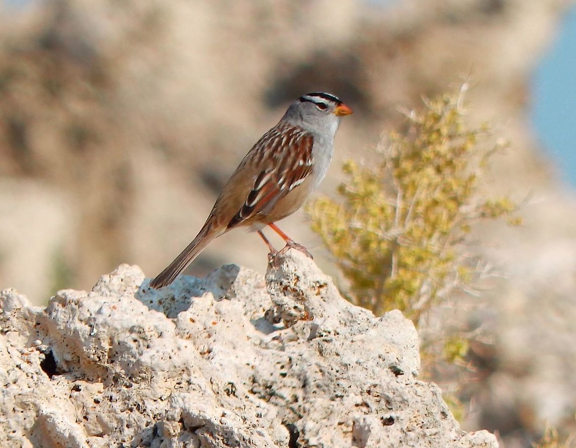 Gambel's White Crowned Sparrow Z. leuchoprys subsp. gambelii.&ccedil;Seen in the grasslands next to Mono Lake, CA. Sep, 2014.          Geotagged,Summer,United States,White-crowned Sparrow,Zonotrichia leucophrys