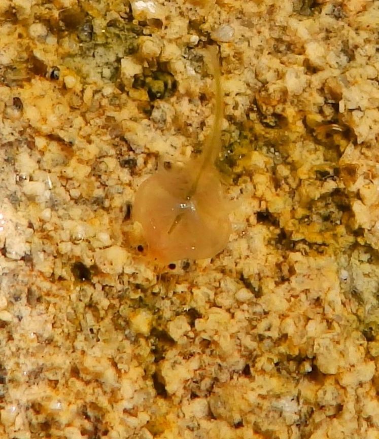 Brine Shrimp Artemia is a very tiny shrimp (8 mm for adult males and up to 12 mm for adult females) found worldwide in inland saltwater lakes, but not in oceans. Mono Lake's alkalinity (pH=10) makes life impossible for fish which allows these shrimps to grow in the order of trillions. Wild brine shrimp eat microscopic planktonic algae. They are also themselves the staple food for most birds living in the same environments and this diet is, for example, responsible for the red pink color in flamingoes in other similar habtats around the world. Artemia monica is only found in Mono Lake and efforts have been made to prevent the deviation of water from this lake to the city of LA in order to preserve this unique habitat. Seen in the waters of Mono Lake, CA.   <a href="http://eol.org/pages/1042413/overview" rel="nofollow">http://eol.org/pages/1042413/overview</a>   Artemia monica,Geotagged,Mono brine shrimp,Summer,United States,shrimp