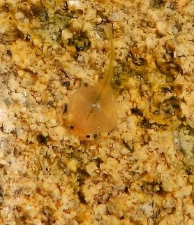 Brine Shrimp Artemia is a very tiny shrimp (8 mm for adult males and up to 12 mm for adult females) found worldwide in inland saltwater lakes, but not in oceans. Mono Lake's alkalinity (pH=10) makes life impossible for fish which allows these shrimps to grow in the order of trillions. Wild brine shrimp eat microscopic planktonic algae. They are also themselves the staple food for most birds living in the same environments and this diet is, for example, responsible for the red pink color in flamingoes in other similar habtats around the world. Artemia monica is only found in Mono Lake and efforts have been made to prevent the deviation of water from this lake to the city of LA in order to preserve this unique habitat. Seen in the waters of Mono Lake, CA.   http://eol.org/pages/1042413/overview   Artemia monica,Geotagged,Mono brine shrimp,Summer,United States,shrimp