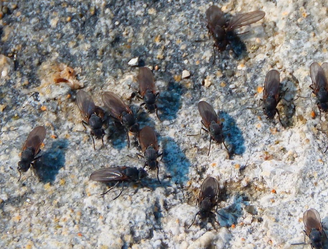 Alkali Flies These flies are quite remarkable in many senses: To just pick one out several interesting facts and one I could see with my own eyes: these flies can go in and out underwater! Yes, this is because tiny hairs trap a thin layer of air which allows the fly to "scuba dive." Their name also raises from the fact that they live in particularly salty habitats. They are a primordial food source for all the birdies in this and alike lakes, ponds and salines.  Ephydra hians,Geotagged,Summer,United States,ephydra hians